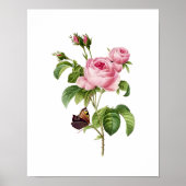 Poster Botanique Rosa Centifolia Redoute (Devant)