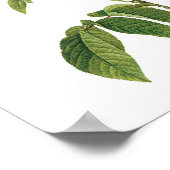 Poster Botanique Rosa Gallica Redoute (Coin)