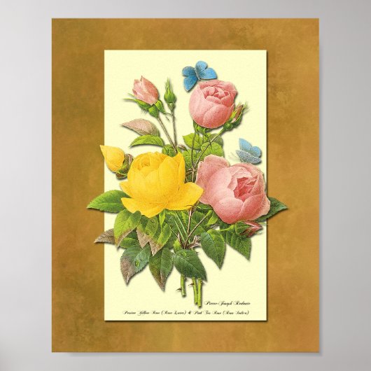 Poster Botanique rose et jaune Rose Faux Parchment Art (Devant)