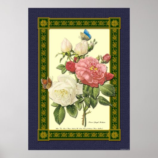 Poster botanique Rose rouge et blanc (Devant)