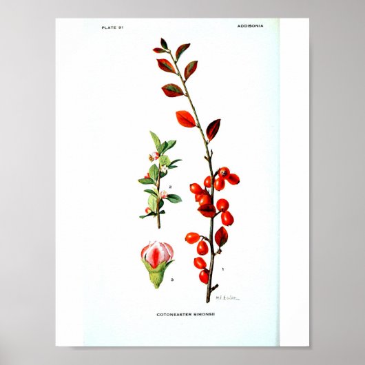 Poster botanique vintage - Berries rouges (Devant)
