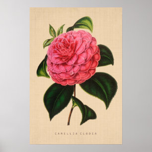 Poster Botanique vintage - camélia Clodia