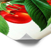 Poster botanique vintage - Cerises (Coin)