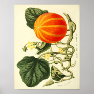 Poster botanique vintage - Citrouille
