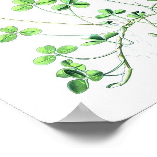 Poster botanique vintage - Clover (Coin)