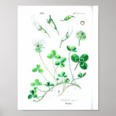 Poster botanique vintage - Clover (Devant)