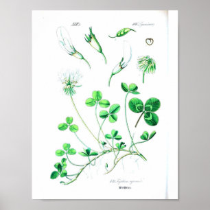Poster botanique vintage - Clover