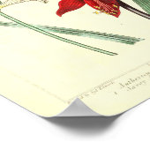 Poster botanique vintage - Fleur d'orchidée (Coin)