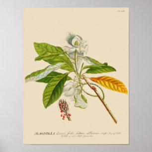 Poster botanique vintage - Fleur Magnolia