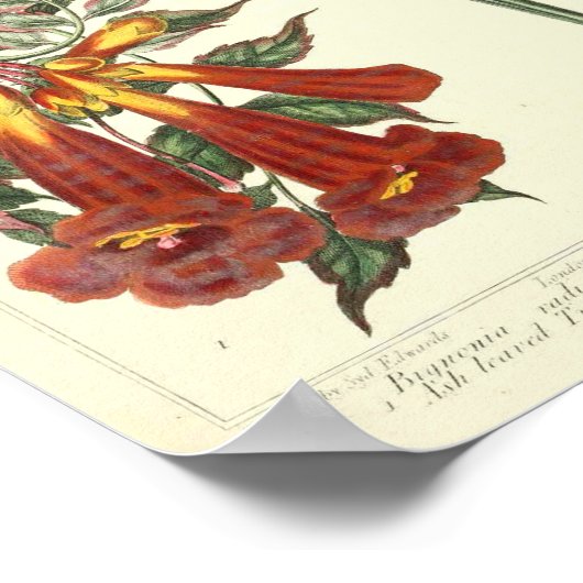 Poster botanique vintage - Fleur sauvage (Coin)