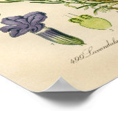 Poster botanique vintage - Lavande (Coin)