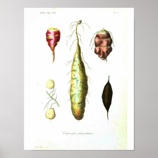 Poster botanique vintage - Légumes racines (Devant)