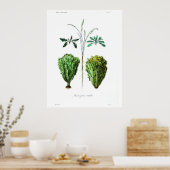 Poster botanique vintage - Lettuce (Cuisine)