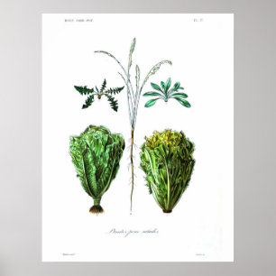 Poster botanique vintage - Lettuce