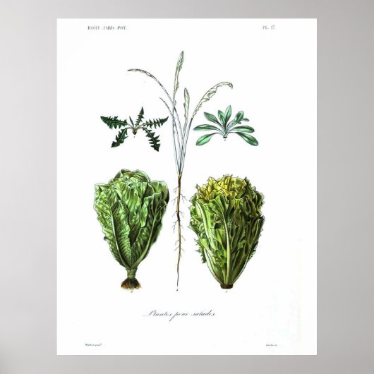 Poster botanique vintage - Lettuce (Devant)
