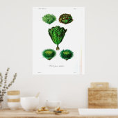 Poster botanique vintage - Lettuce (Cuisine)