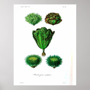 Poster botanique vintage - Lettuce
