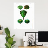 Poster botanique vintage - Lettuce (Bureau à domicile)