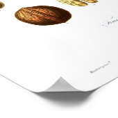 Poster botanique vintage - Noix (Coin)