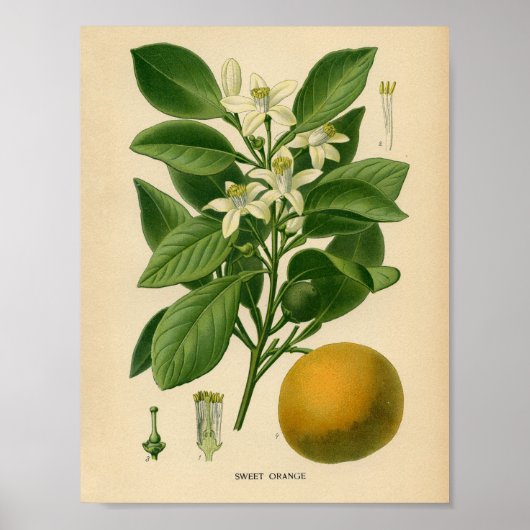 Poster botanique vintage - Orange doux (Devant)