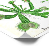 Poster Botanique vintage - Plante carnivore (Coin)