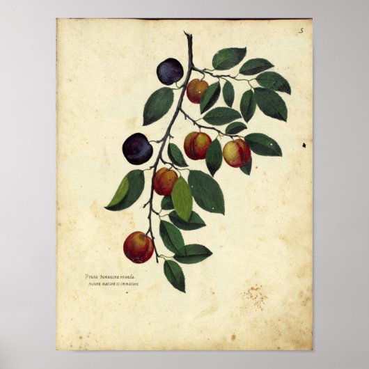 Poster botanique vintage - Plum (Devant)