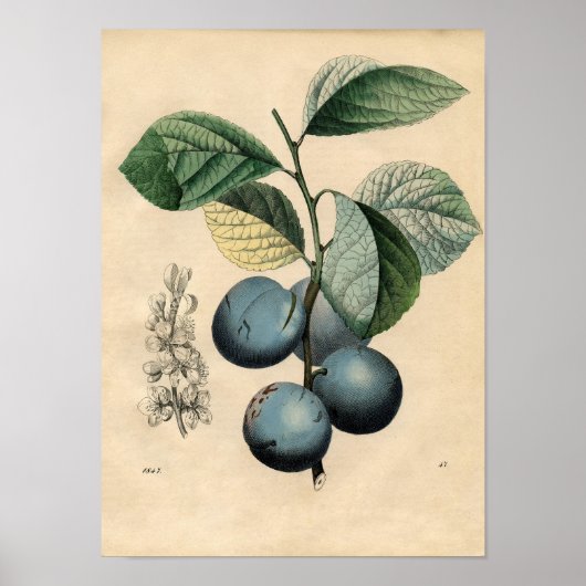 Poster botanique vintage - Plum (Devant)