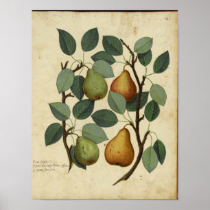 Poster botanique vintage - Poire
