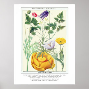 Poster Botanique Vintage Rocky Mountain Fleurs sauvages