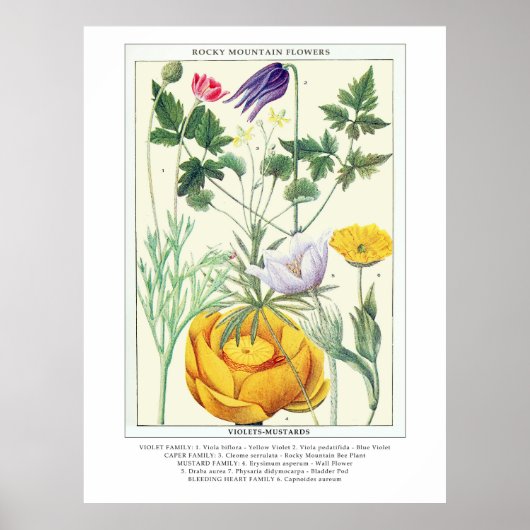 Poster Botanique Vintage Rocky Mountain Fleurs sauvages (Devant)