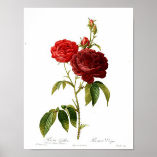 Poster botanique vintage - Rose rouge