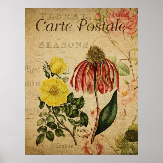 Poster botanique vintage - Rudbeckia (Devant)