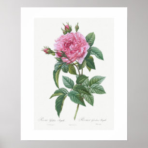 POSTER: BOTANISCH "GALLIEK ROOS": REDOUTÉ POSTER