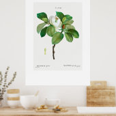POSTER:  BOTANISCH "MAGNOLIA" REDOUTÉ POSTER (Keuken)