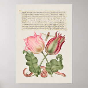  Poster Botanische illustratie
