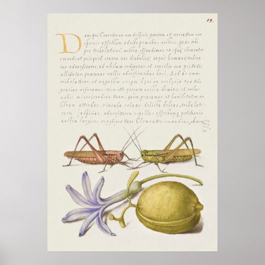  Poster Botanische illustratie (Voorkant)