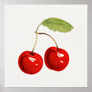  Poster Botanische illustratie