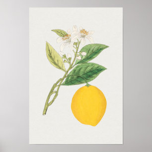  Poster Botanische illustratie