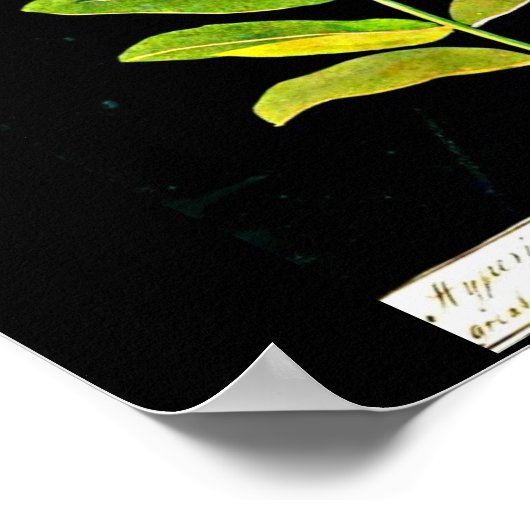 Poster-Botanische Kunst-Mary Delany 13 Poster (Hoek)