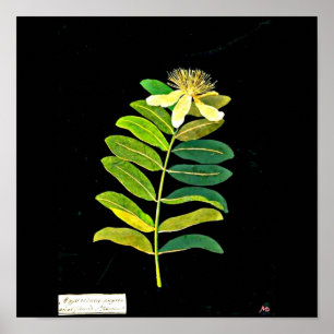 Poster-Botanische Kunst-Mary Delany 13 Poster