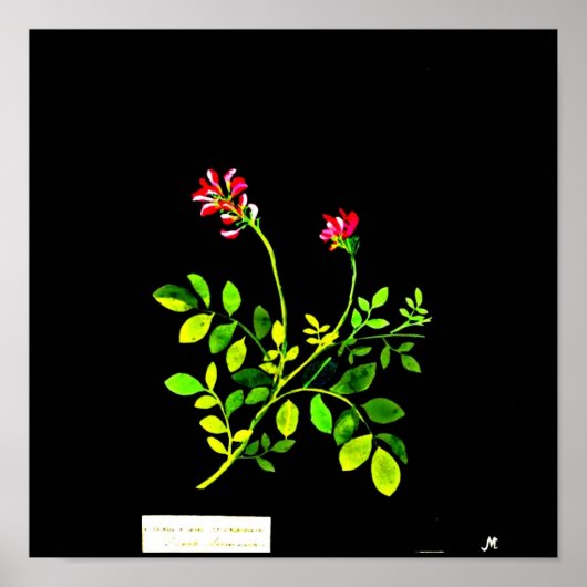 Poster-Botanische Kunst-Mary Delany 15 Poster (Voorkant)