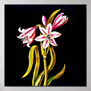 Poster-Botanische Kunst-Mary Delany 3 Poster