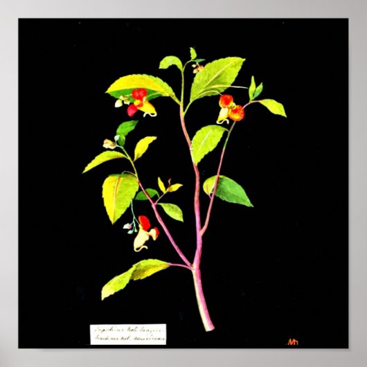 Poster-Botanische Kunst-Mary Delany 7 Poster (Voorkant)
