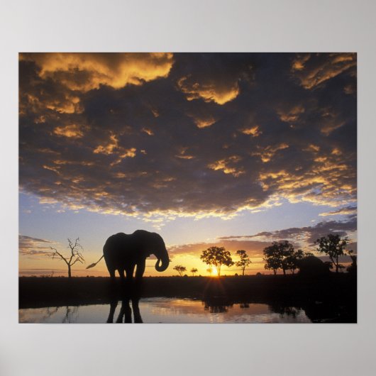 Poster Botswana, parc national de Chobe, Éléphant (Devant)