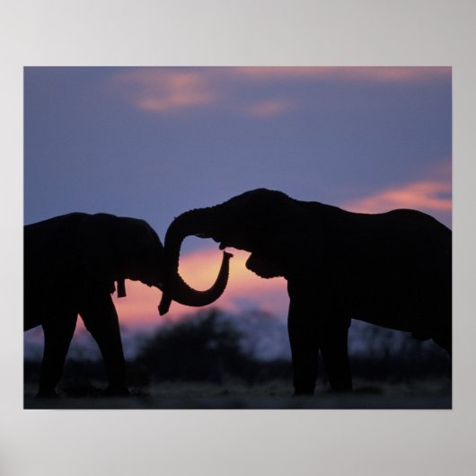 Poster Botswana, Parc national de Chobe, Eléphants (Devant)