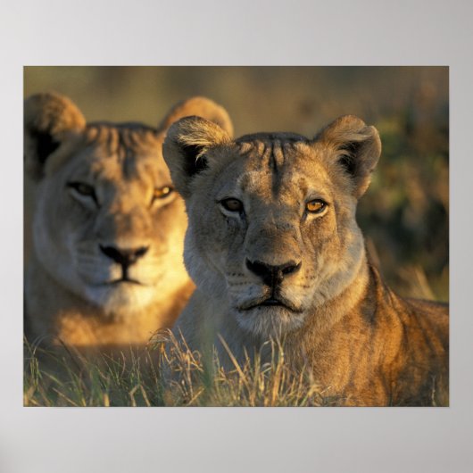 Poster Botswana, parc national de Chobe, Lionnes (Devant)