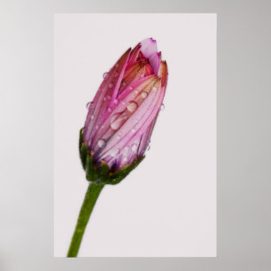 Poster Boubbling daisy