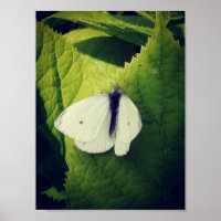 Bouche blanche.