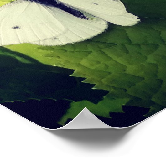 Poster Bouche blanche. (Coin)