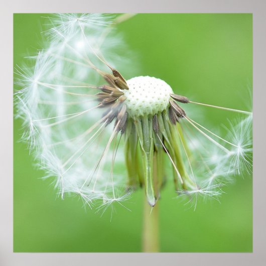 Poster Bouche de Dandelion Fabriquée (Devant)